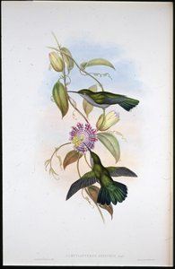 圣托马斯芒果（Lampornis Virginalis）（手绘石版画） 作者 约翰（继）古尔德