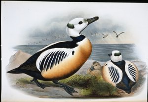 鸭子(Eniconetta Stelleri)(手绘平版)