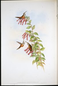 纹喉隐士（Phaethornis Striigularis）（手绘石板画 作者 约翰（继）古尔德