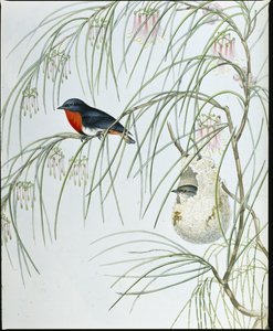燕子 Dicaeum (Dicaeum Hirundinaceum)（手绘石版画） 作者 约翰（继）古尔德