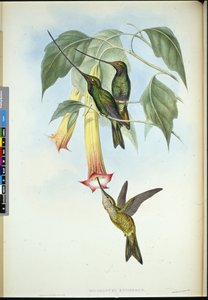 剑鸟（Docimastes Ensiferus）（手绘平版）。 作者 约翰（继）古尔德
