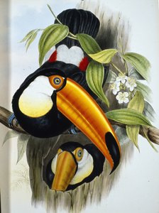 托克图兰（Ramphastos Toco）（手绘平版）。