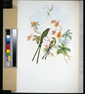 火车头（Lesbia eucharis）（手绘平版）。 作者 约翰（继）古尔德