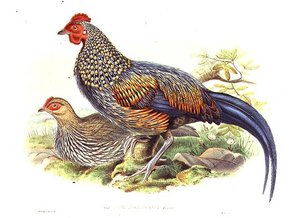 艺术家和威廉-哈特（1823-1894）雕刻的两只亚洲雉鸡（Gallus Sonneratii）（平板）。 作者 约翰（继）古尔德
