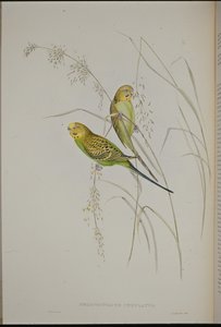 莺歌草鹦鹉（Melopsittacus Undulatus）（手绘石膏版 作者 约翰（继）古尔德