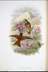 华舍维奇的彩虹蜂鸟（Diphlogaena Aurora）（手绘石版画 作者 约翰（继）古尔德