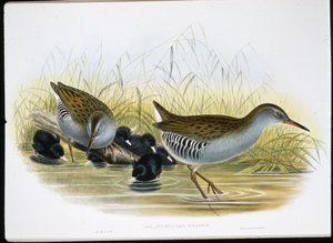 Water-Rail (Rallus Aquaticus)（手绘石版画） 作者 约翰（继）古尔德