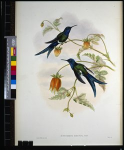 西部燕尾(eupetomena hirundo)(手绘平版) 作者 约翰（继）古尔德