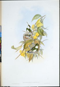 白喉（Leucochloris Albicollis）（手绘平版）。 作者 约翰（继）古尔德