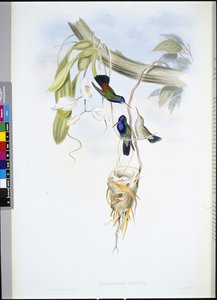 白喉蓝宝石（Hylocharis Cyaneus）（手绘平版）。 作者 约翰（继）古尔德