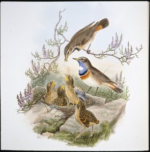 白喉蓝鸟（Cyanecula Leucocyana）（手绘石版）。 作者 约翰（继）古尔德