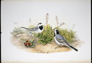 White Wagtail (Motacilla Alba)（手绘石版画） 作者 约翰（继）古尔德