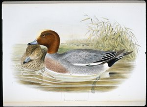 Widgeon (Mareca Penelope)（手绘石版画） 作者 约翰（继）古尔德