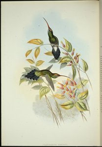 Yarquian Hermit (Phaerthornis Yarugui) (手绘石版) 作者 约翰（继）古尔德