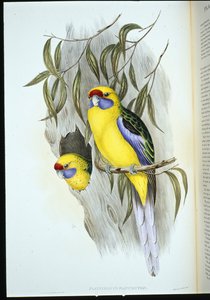 黄腹锦鸡（platycercus flaviventris）（手绘版）。 作者 约翰（继）古尔德