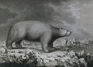 北极熊，由彼得·马泽尔雕刻，由约翰·韦伯（1750-1793 年）在詹姆斯·库克第三次航行期间绘制