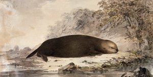 海獭，根据约翰-韦伯（1750-1793）在詹姆斯-库克第三次航行中绘制的图画雕刻而成。