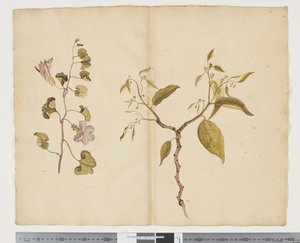 F.13 Ipomea Pes, caprae; Celtis paniculata, c.1790-95 （纸上水彩和墨迹）