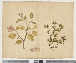 F.15 Lagunaria Patersonia；Alyxia gynopogon，约 1790-95 年（纸上水彩和墨迹）