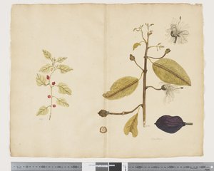 F.18 四角藻； Caparis nobilis“魔鬼的胆量”，c.1790-95（纸本墨水和水彩）