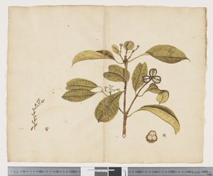 F.19 Samolus repens；Baloghia lucida，约 1790-95 年（纸上水墨画）