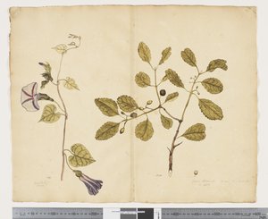 F.24 红薯； Elaeodendron curtipendulum，c.1790-95（纸本水彩和墨水）