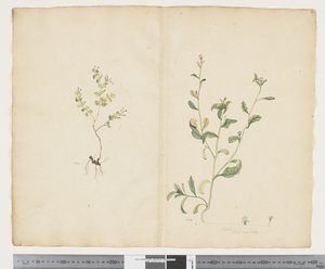 F.25 Euphorbia sparrmannii; Lobelia alata，约 1790-95 年（纸上水彩和墨迹）