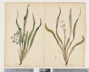 F.29 中间石竹，约 1790-95 年（纸上水彩和墨迹）