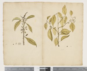 F.2 深色近视； 凯尔特圆锥形，c.1790-95（纸上水彩和墨水）