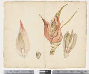 F.33 Freycinetia baueriana，c.1790-95（纸本水墨和水彩）