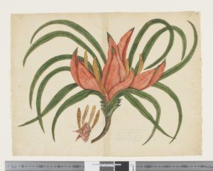 F.36 Freycinetia baueriana，约 1790-95 年（纸上水彩和墨水）