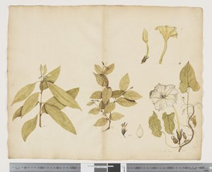 F.6 澳洲紫薇； Ipomea，c.1790-95（纸上水彩和墨水）