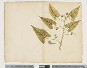 F.7 Calystegia affinis，约 1790-95 年（纸上水彩和墨迹）