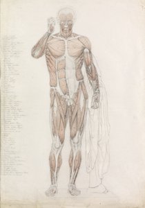 解剖学研究：人体肌肉，Contrapposto 作者 约翰·巴特