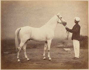 中将弗雷德里克·雪橇·罗伯茨爵士的马，“ Vonolel”，约1885年