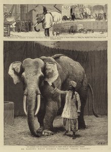 Barnum先生的白色缅甸象Toung Taloung