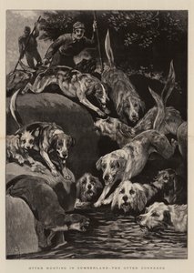 在坎伯兰的水獭狩猎，水獭走投无路
