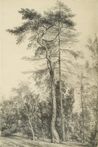 杉树，1833年 作者 约翰·康斯特勃