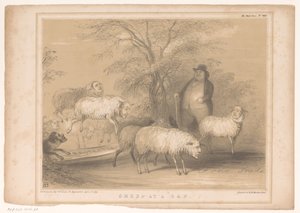 Spotprent met Britse schapen
缺口处的绵羊（物上标题）
HB 素描（物体上的系列标题）