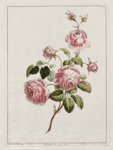 追随自然的花朵的集合-卷心菜省玫瑰，1801年。 作者 约翰·爱德华兹