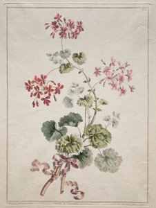 取材自大自然的花卉作品集：  第 6 号--猩红色和杂色天竺葵 作者 约翰·爱德华兹