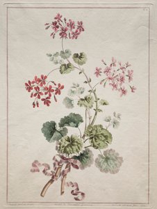 从大自然中抽出鲜花的集合：第6号-猩红色和杂色天竺葵，1801年。 作者 约翰·爱德华兹