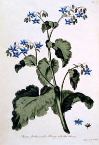 琉璃苣与蓝色花朵，插图来自&39;英国中医&39;，1770年3月