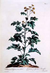 普通或花园Feverfew，来自&39;英国中医&39;的插图，1770年3月 作者 约翰·爱德华兹