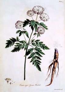 更大的铁杉[Cicuta专业]，来自约翰爱德华兹的&39;英国草药&39;的插图，于1770年3月出版