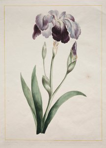 日本虹膜大蓝虹膜，1801年。 作者 约翰·爱德华兹