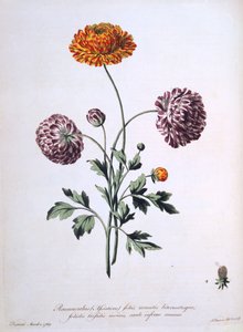 毛茛属植物，来自&39;英国中医&39;的插图，1769年