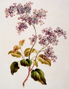 苏格兰丁香，1793年出版 作者 约翰·爱德华兹