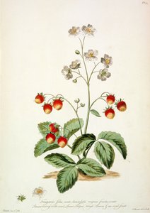 草莓椭圆矛形，叶片粗糙，果实椭圆，来自《英国草本植物》。 作者 约翰·爱德华兹