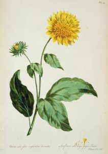 向日葵：有锯齿状的大叶子（副花冠），摘自《英国草本植物... 作者 约翰·爱德华兹